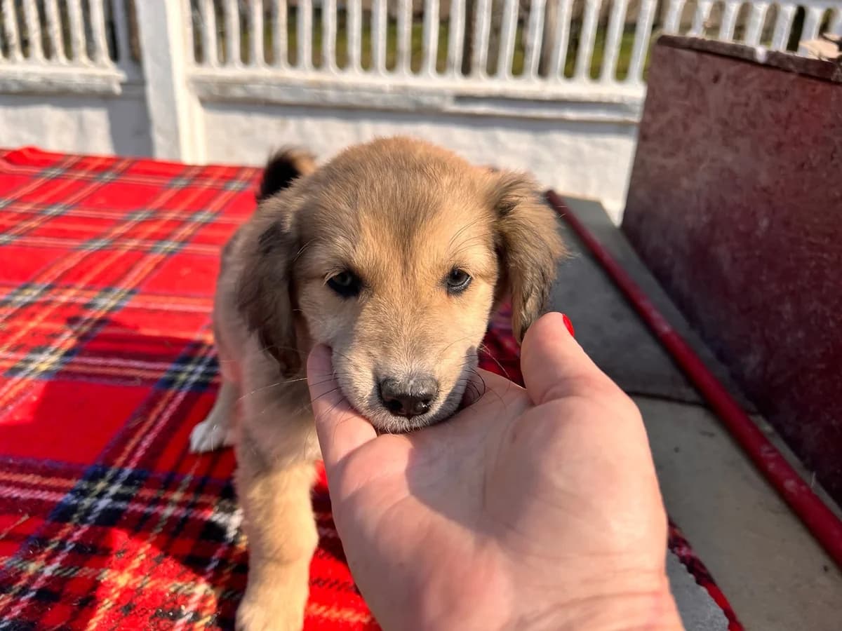 Mavie, female puppy Mixed Breed for adoption at Ein Herz für Streuner e.V., München