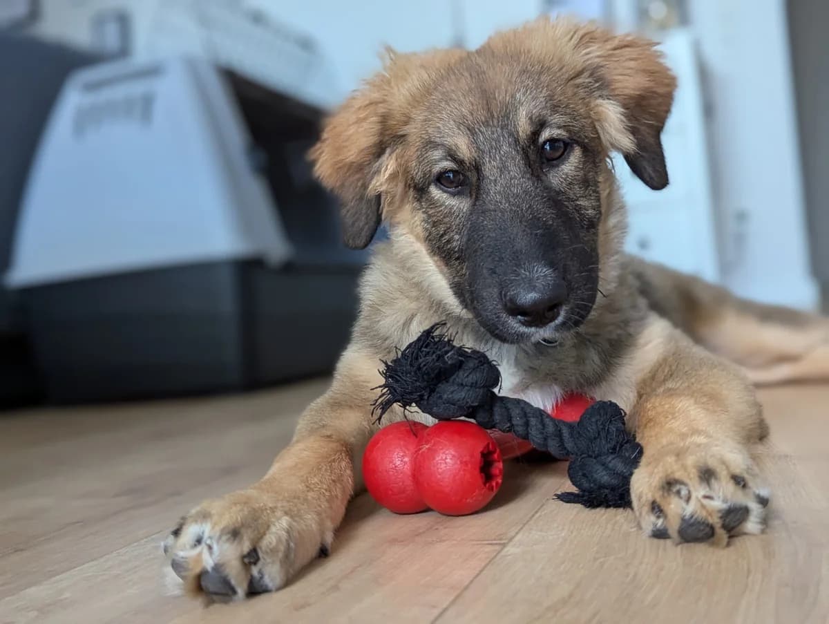 Mavie, female puppy Mixed Breed for adoption at Ein Herz für Streuner e.V., München