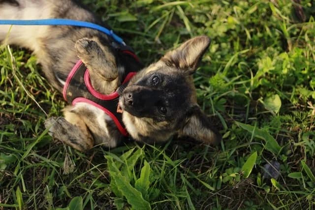 Mavis, female 3yo Mixed Breed for adoption at Ein Herz für Streuner e.V., München