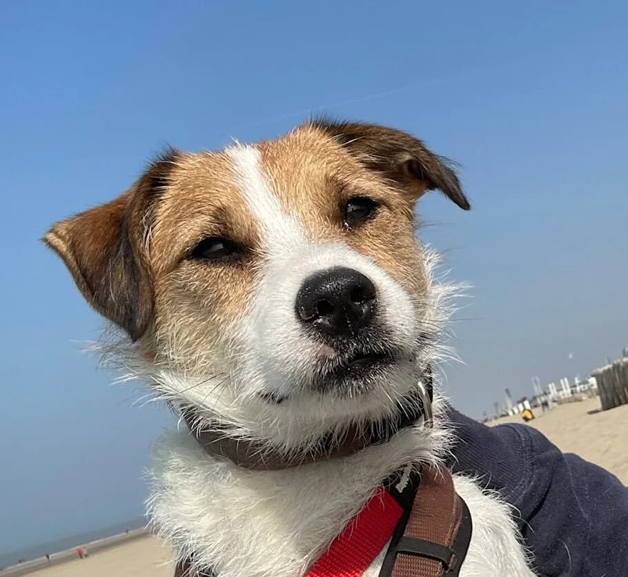 Max, male 5yo Mixed Breed for adoption at Ein Herz für Streuner e.V., München