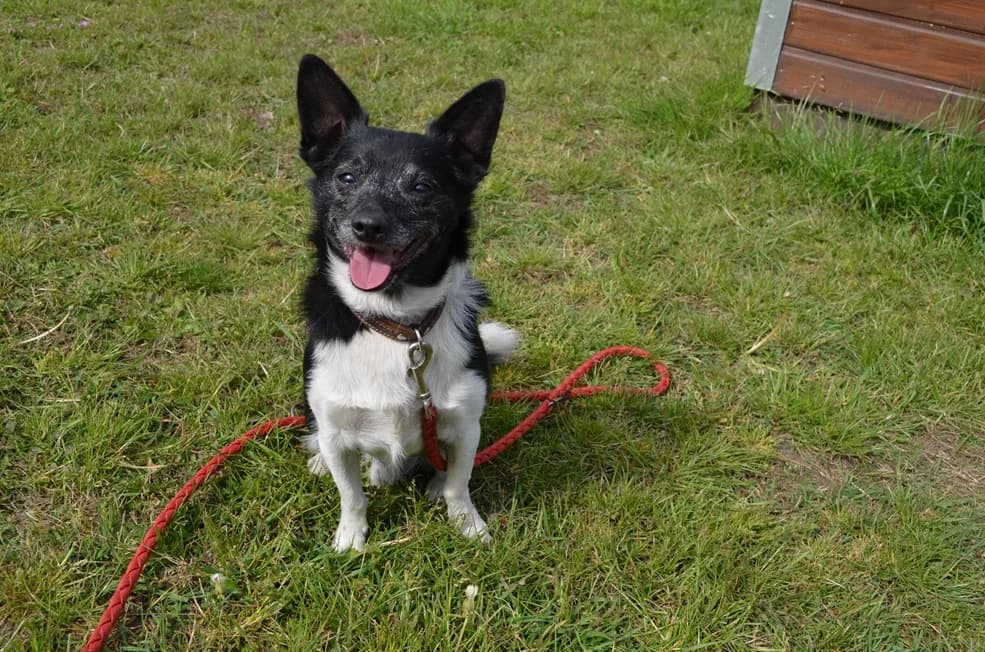 Max, male senior Mixed Breed for adoption at Ein Herz für Streuner e.V., München