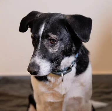 Maxi, male 4yo Mixed Breed for adoption at Ein Herz für Streuner e.V., München