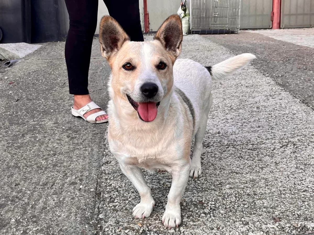 Maximilian, male 5yo Mixed Breed for adoption at Ein Herz für Streuner e.V., München