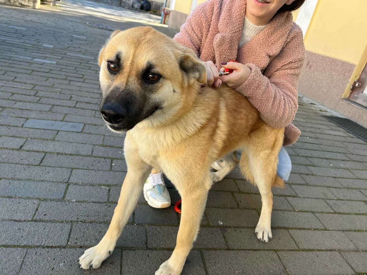 Maxine, female 5yo Mixed Breed for adoption at Ein Herz für Streuner e.V., München