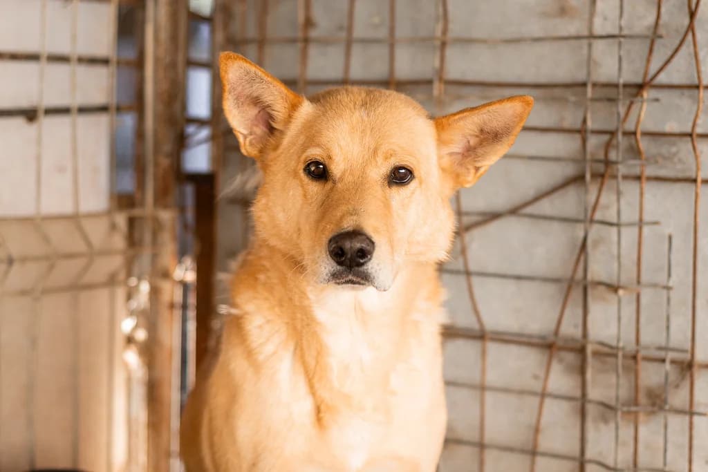 Maxwell, male 7yo Mixed Breed for adoption at Ein Herz für Streuner e.V., München