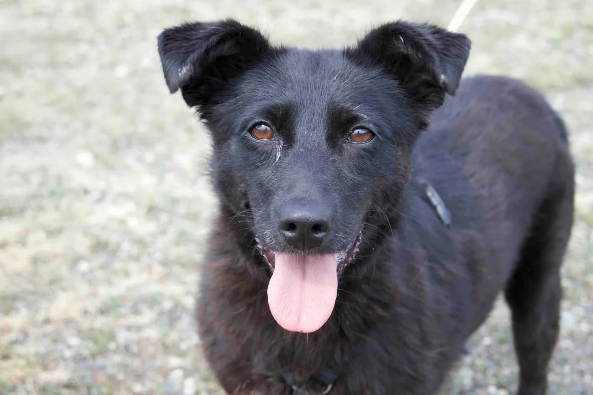 May, weiß female 7yo Mixed Breed for adoption at Ein Herz für Streuner e.V., München