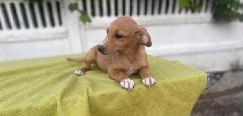 May, puppy Mixed Breed for adoption at Ein Herz für Streuner e.V., München