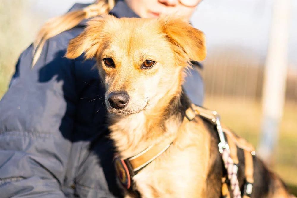 Maya, young Mixed Breed for adoption at Ein Herz für Streuner e.V., München