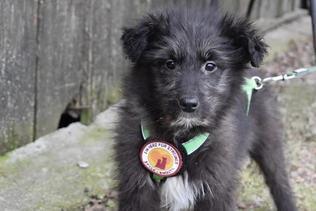 Maya, weiß female puppy Mixed Breed for adoption at Ein Herz für Streuner e.V., München