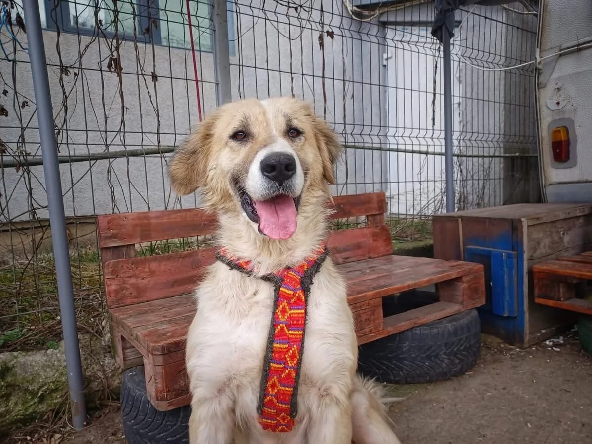 Maya, weiß female 4yo Mixed Breed for adoption at Ein Herz für Streuner e.V., München
