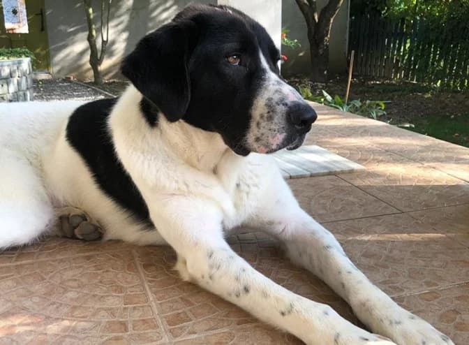 Maya, female 5yo Mixed Breed for adoption at Ein Herz für Streuner e.V., München