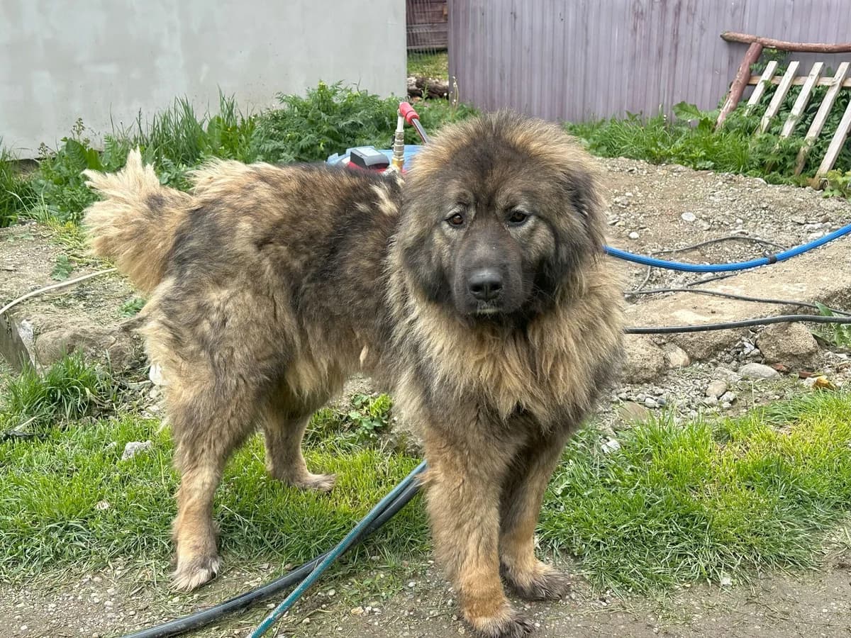 Maybel, female 5yo Mixed Breed for adoption at Ein Herz für Streuner e.V., München