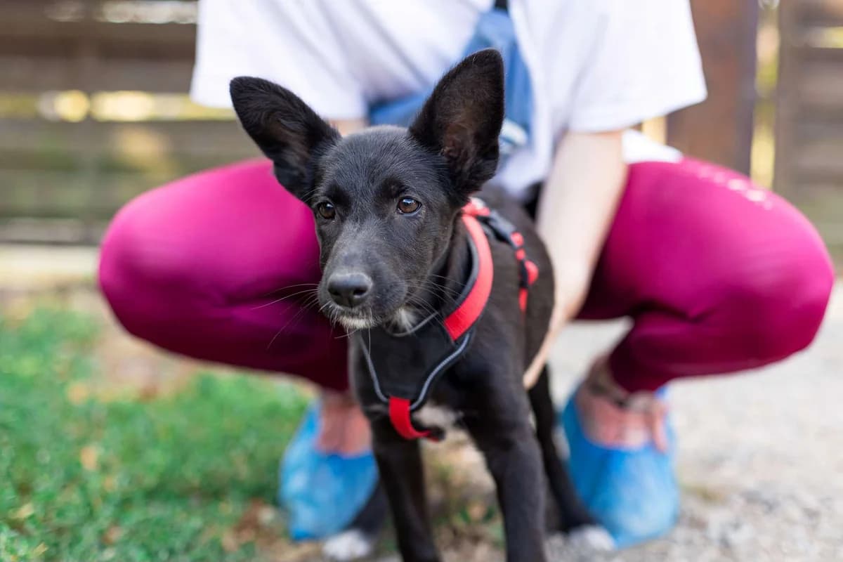 Mayla, female puppy Mixed Breed for adoption at Ein Herz für Streuner e.V., München