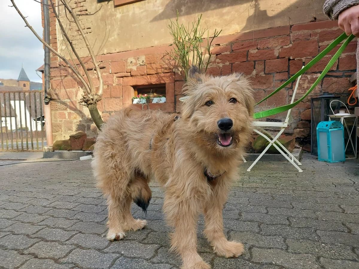 Mayla, female puppy Mixed Breed for adoption at Ein Herz für Streuner e.V., München