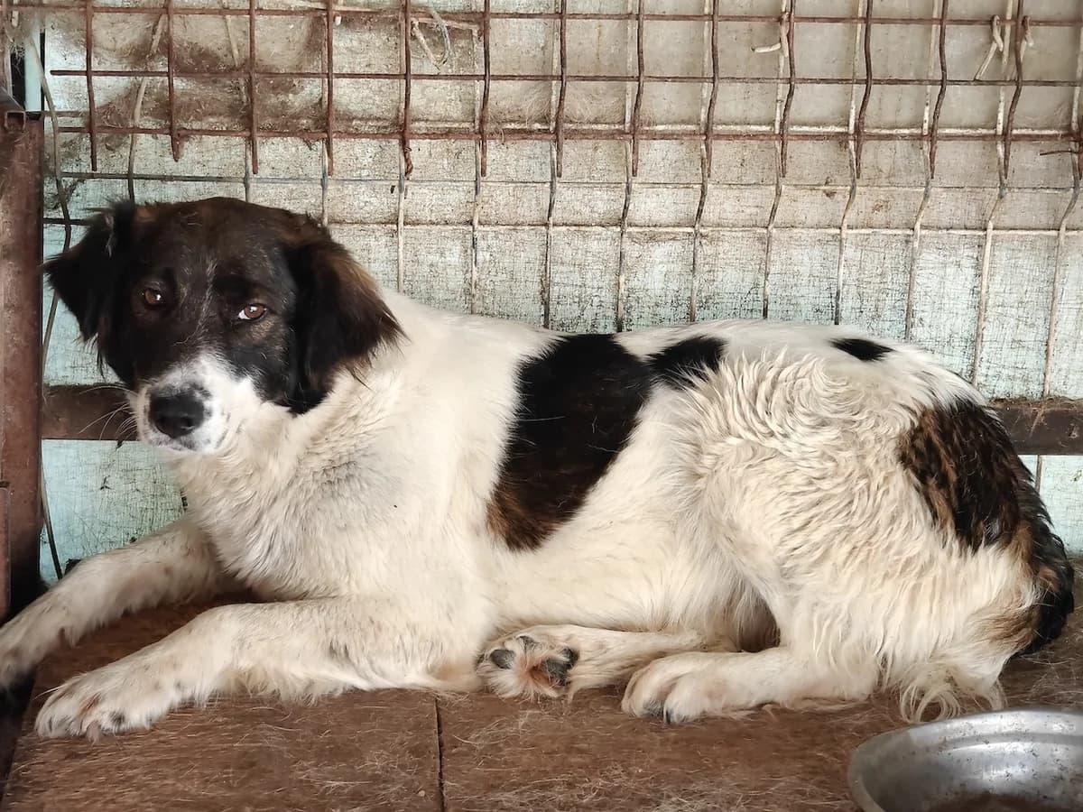 Mayla, female young Mixed Breed for adoption at Ein Herz für Streuner e.V., München