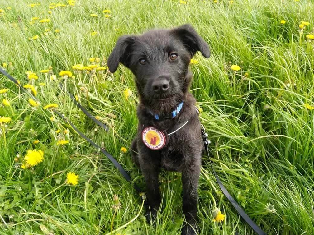 Mayli, weiß female puppy Mixed Breed for adoption at Ein Herz für Streuner e.V., München