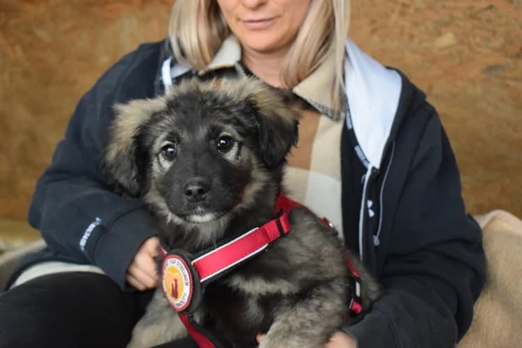 Mayli, female puppy Mixed Breed for adoption at Ein Herz für Streuner e.V., München