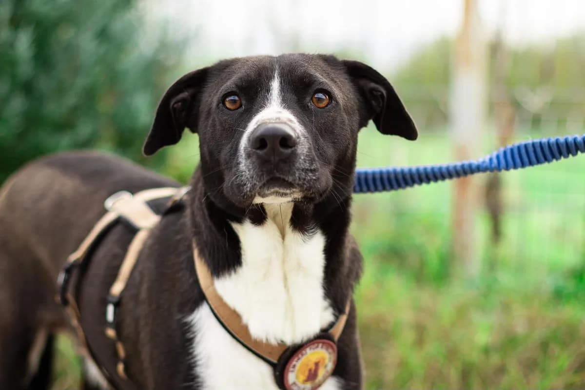 Mayli, weiß female 3yo Mixed Breed for adoption at Ein Herz für Streuner e.V., München