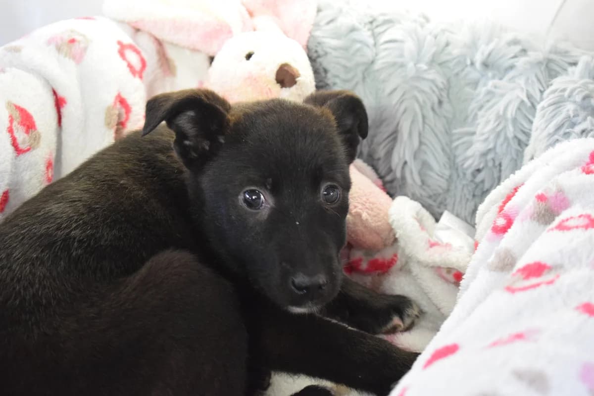 Maylin, schwarz female puppy Mixed Breed for adoption at Ein Herz für Streuner e.V., München