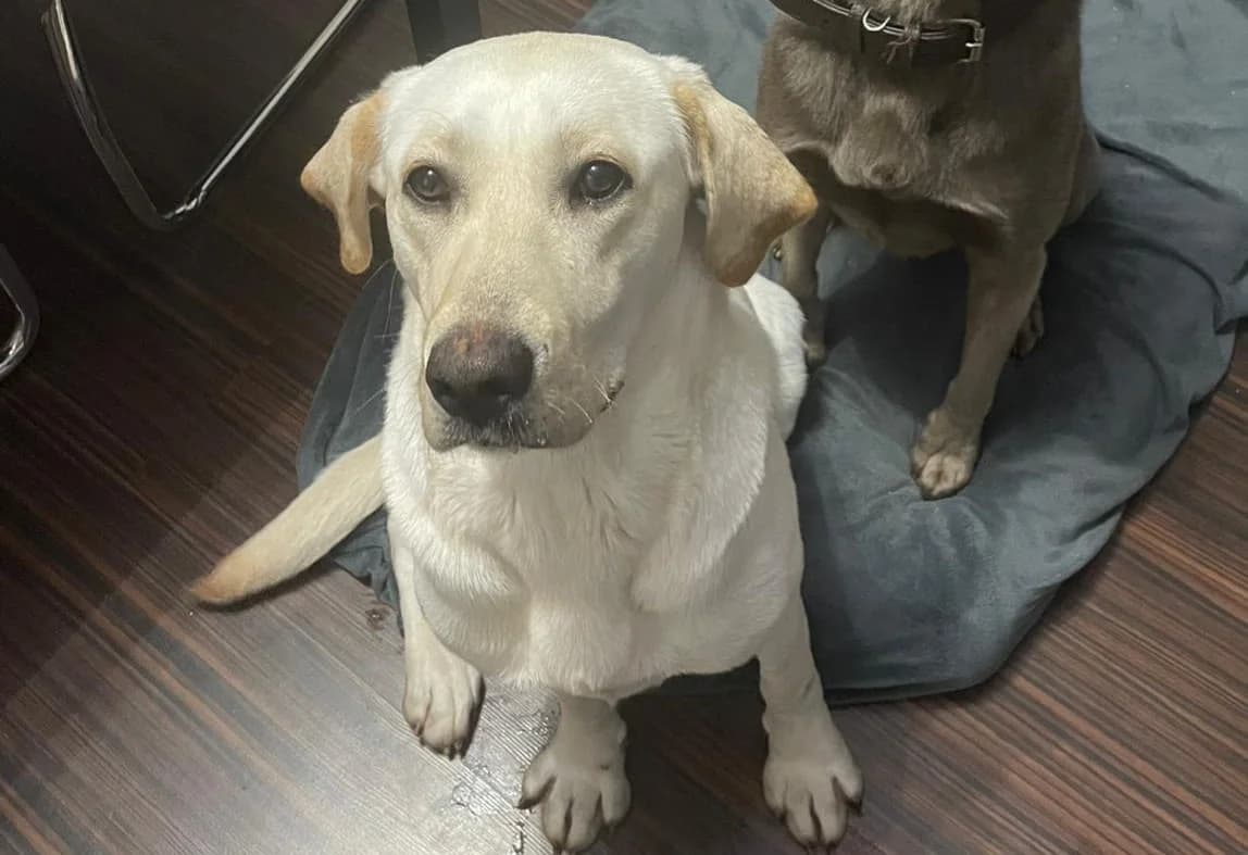 Mayo, female 5yo Mixed Breed for adoption at Ein Herz für Streuner e.V., München