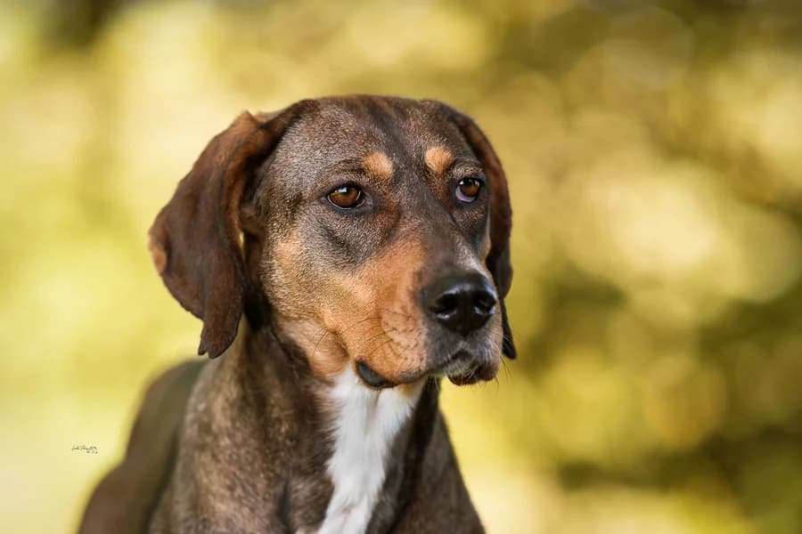 Mayra, rotbraun female 5yo Mixed Breed for adoption at Ein Herz für Streuner e.V., München