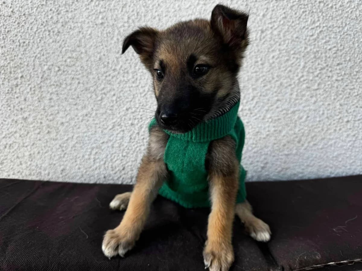 Mayvi, schwarz female puppy Mixed Breed for adoption at Ein Herz für Streuner e.V., München