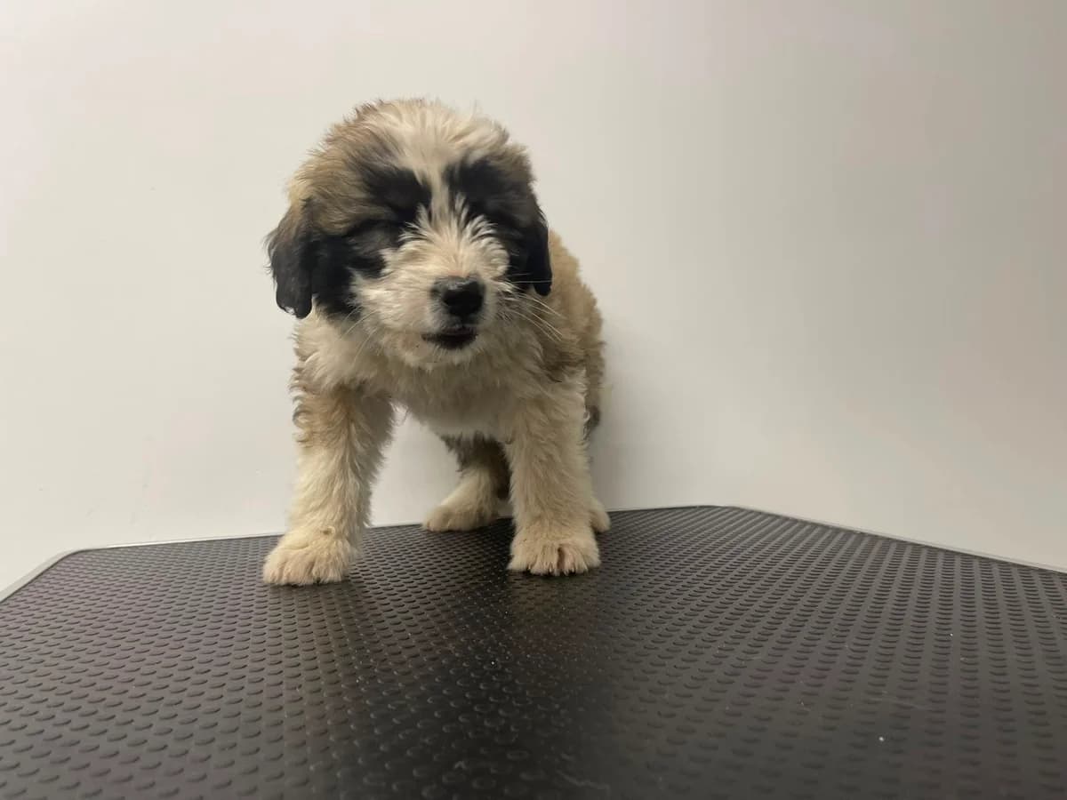 Maza, female puppy Mixed Breed for adoption at Ein Herz für Streuner e.V., München