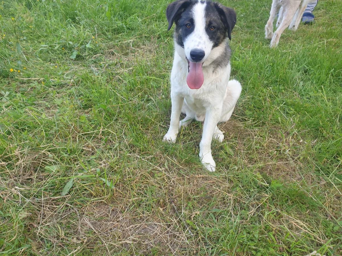 Maze, male 5yo Mixed Breed for adoption at Ein Herz für Streuner e.V., München