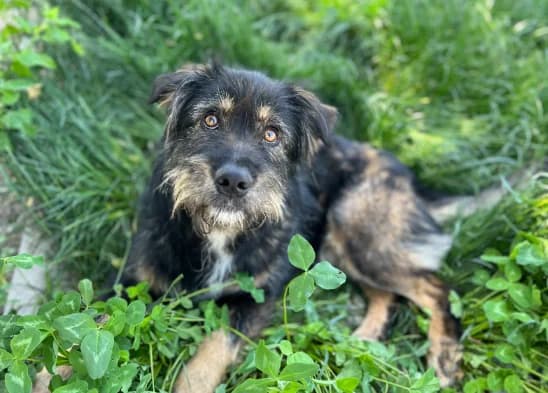 Mazel Tom, male young Mixed Breed for adoption at Ein Herz für Streuner e.V., München