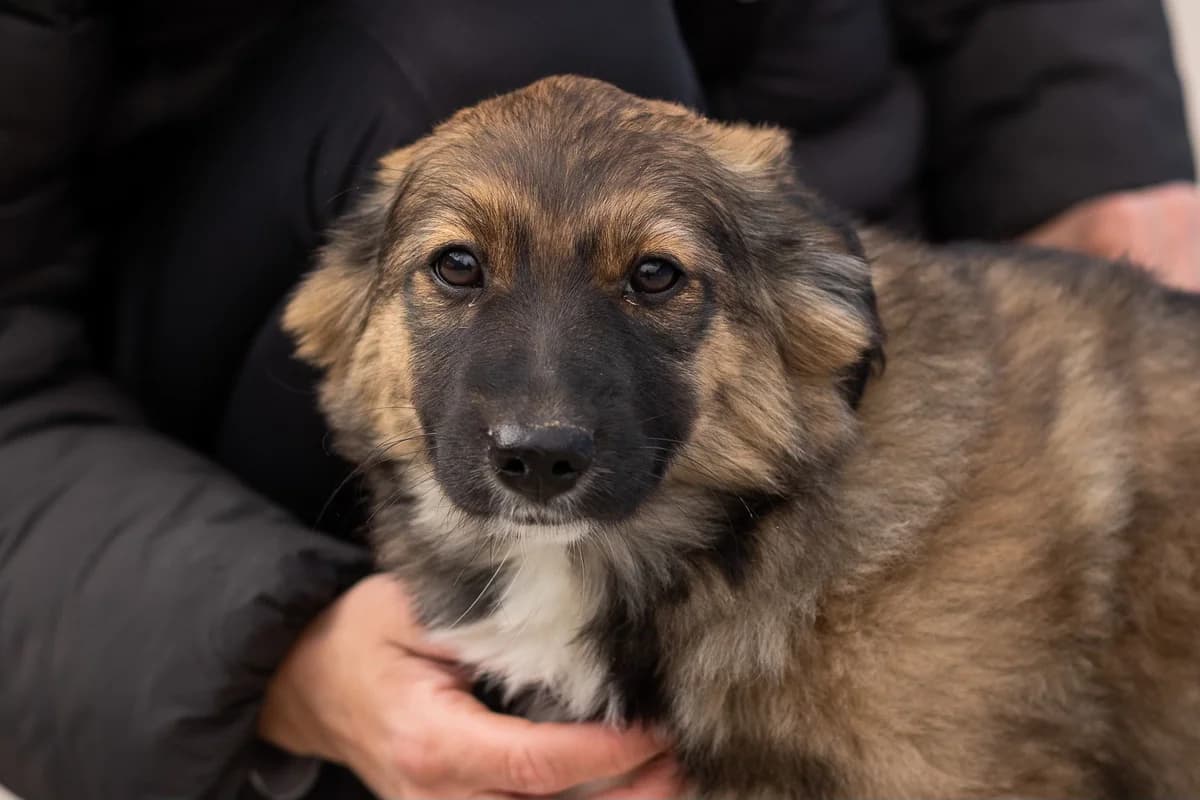 Mbali, schwarz female puppy Mixed Breed for adoption at Ein Herz für Streuner e.V., München