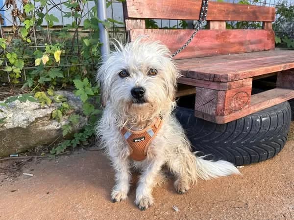 McMUFFIN, 3yo Mixed Breed for adoption at Ein Herz für Streuner e.V., München
