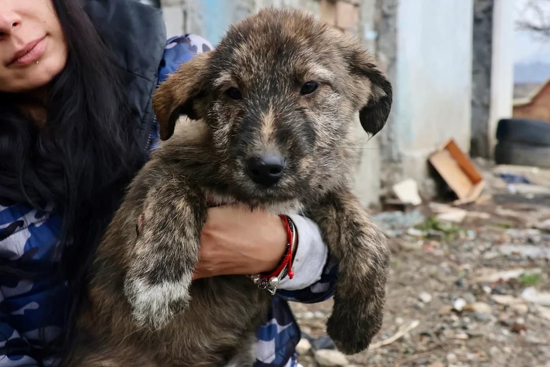 Medi, weiß female puppy Mixed Breed for adoption at Ein Herz für Streuner e.V., München
