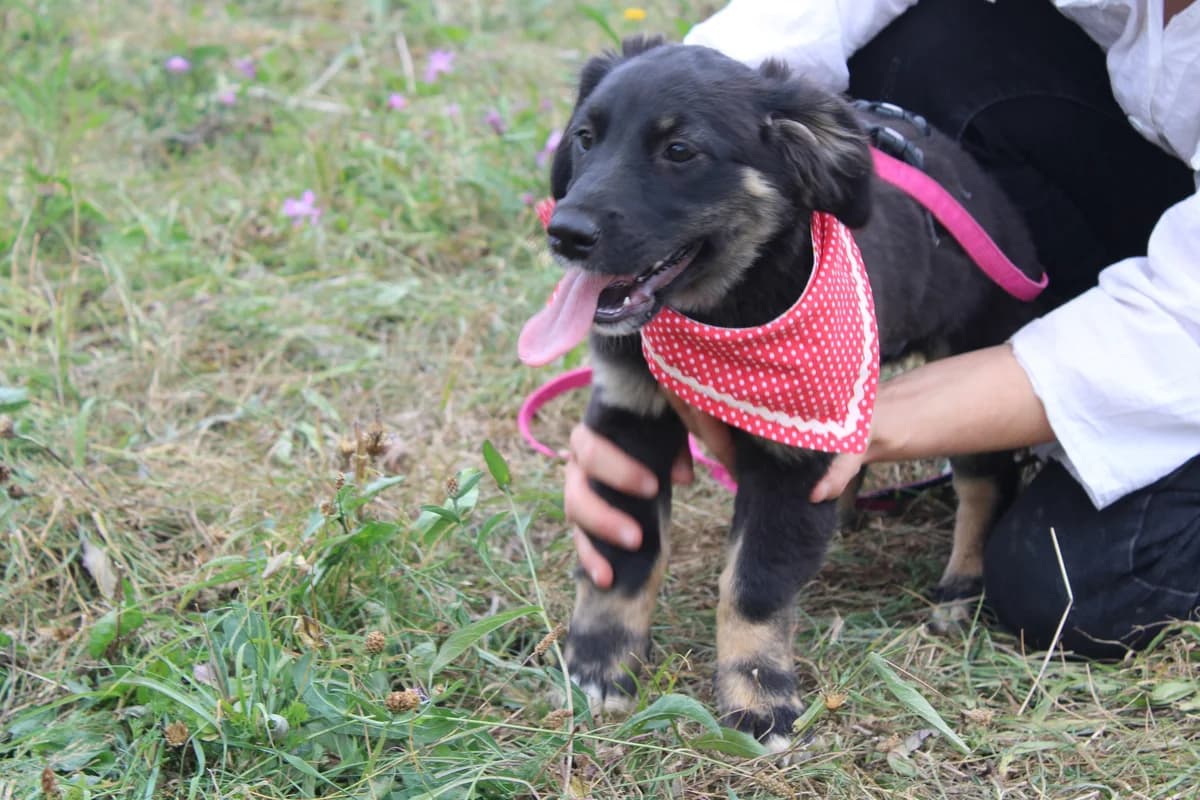 Meena, young Mixed Breed for adoption at Ein Herz für Streuner e.V., München