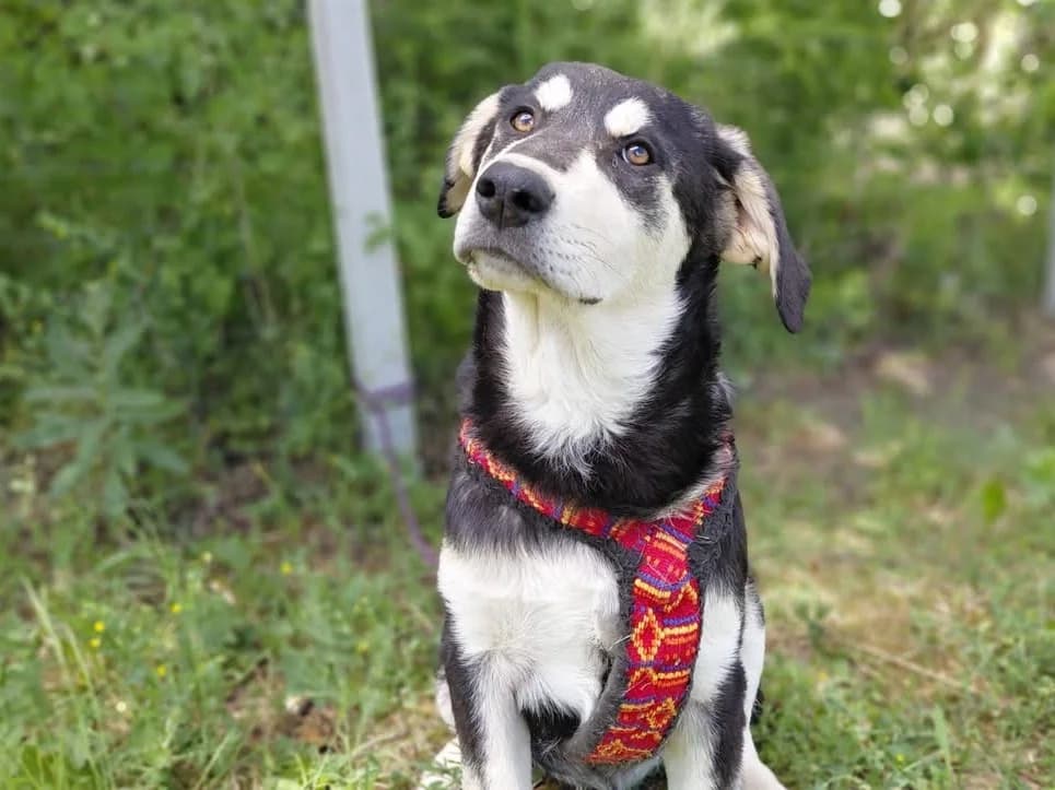 Megan, female puppy Mixed Breed for adoption at Ein Herz für Streuner e.V., München