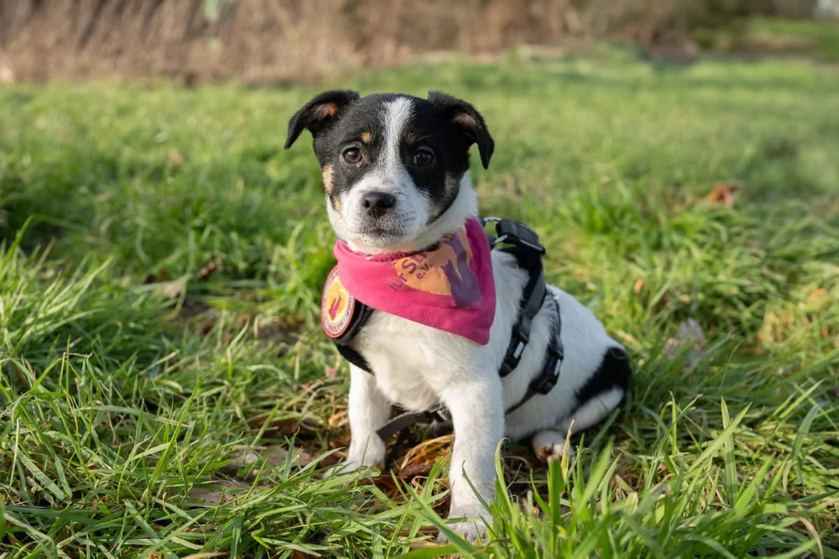 Megan, schwarz female puppy Mixed Breed for adoption at Ein Herz für Streuner e.V., München