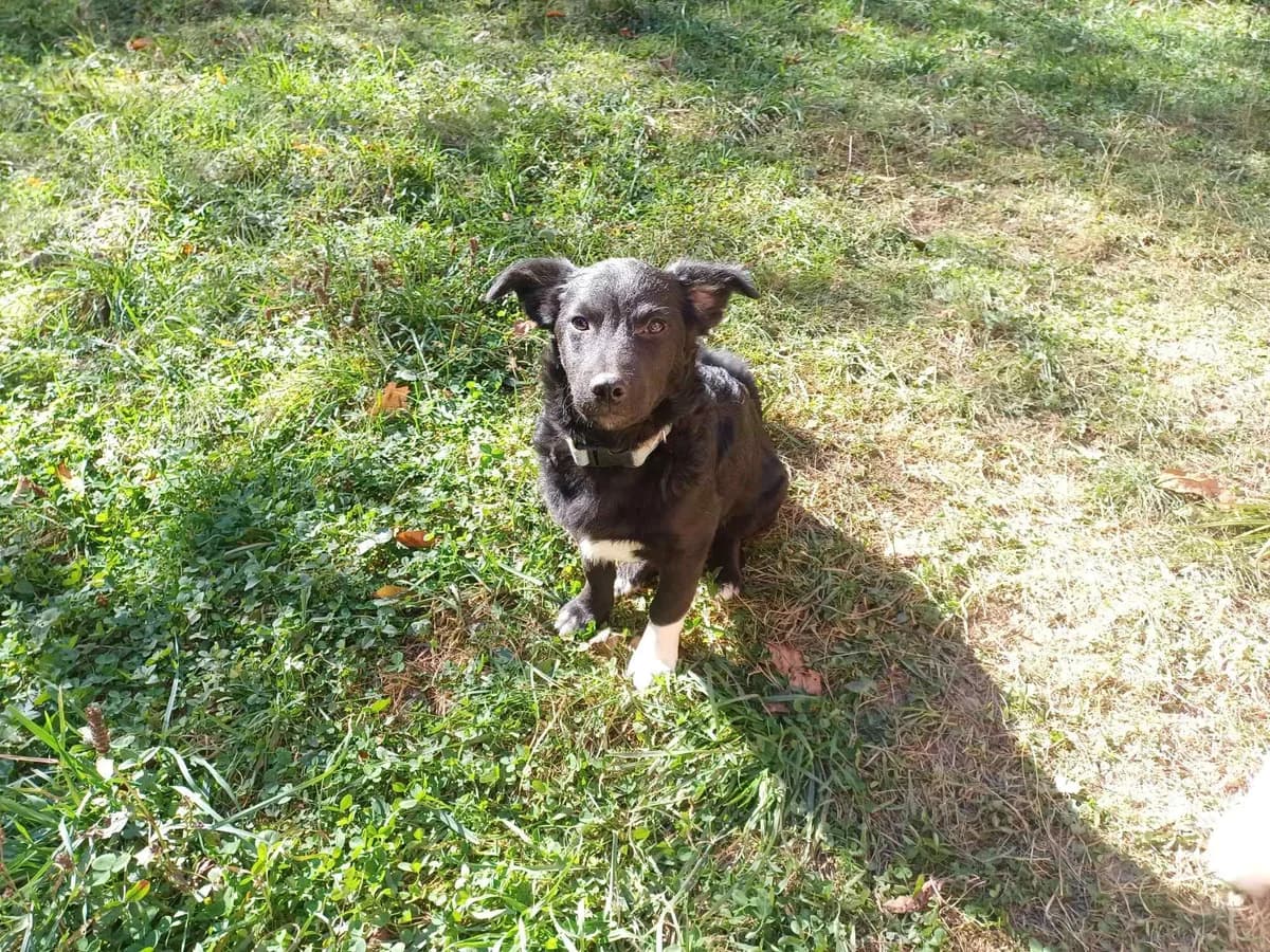 Megatron, male puppy Mixed Breed for adoption at Ein Herz für Streuner e.V., München