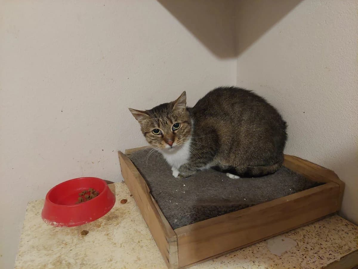 Meggy, female 3yo Mixed Breed for adoption at Ein Herz für Streuner e.V., München