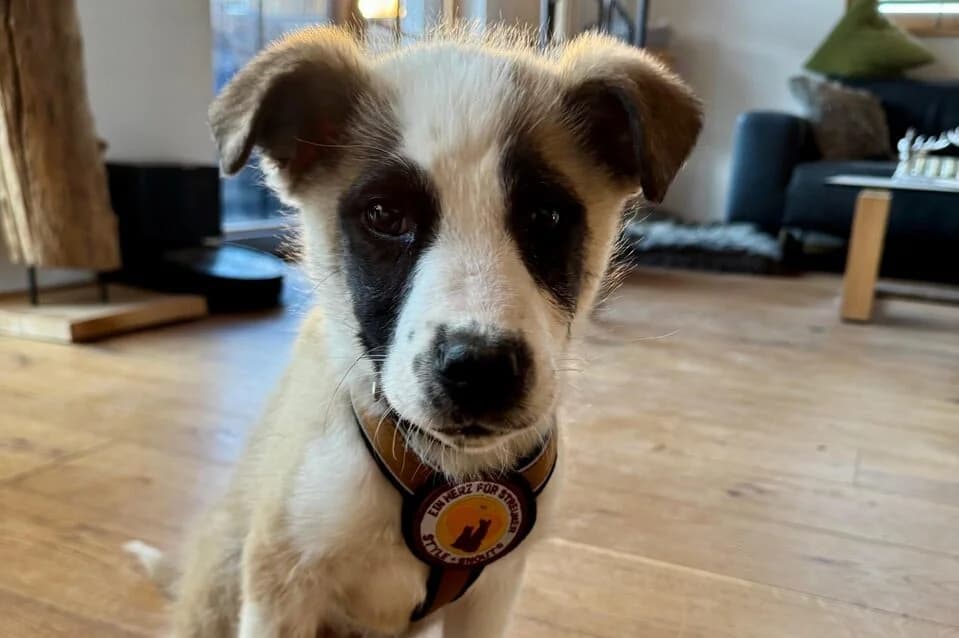 Meiky, male puppy Mixed Breed for adoption at Ein Herz für Streuner e.V., München