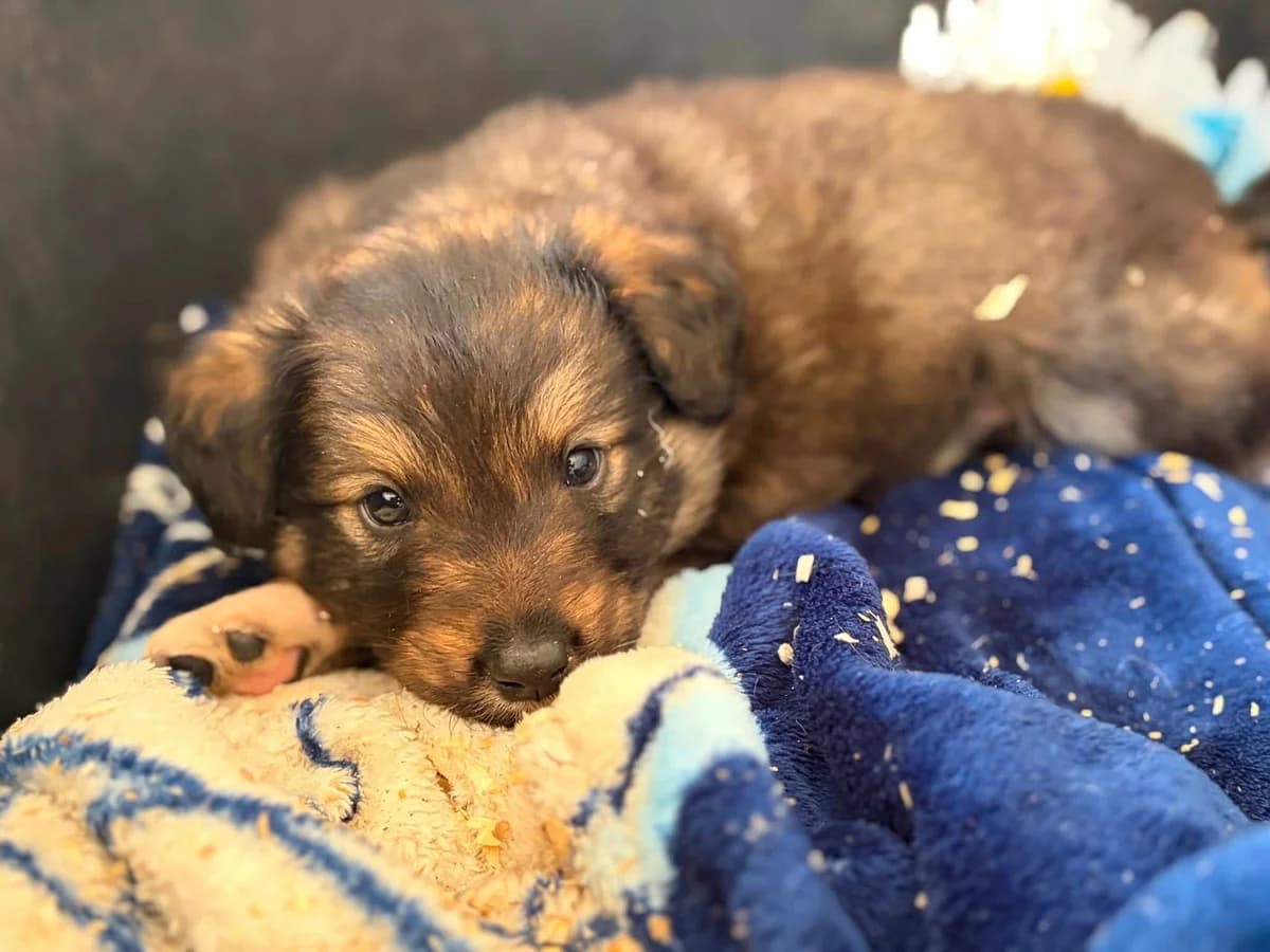 Meister, braun male puppy Mixed Breed for adoption at Ein Herz für Streuner e.V., München
