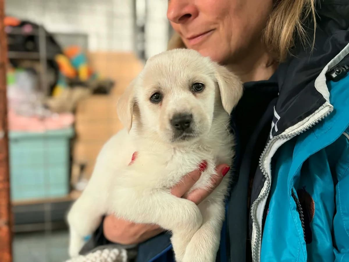 Meja, female puppy Mixed Breed for adoption at Ein Herz für Streuner e.V., München