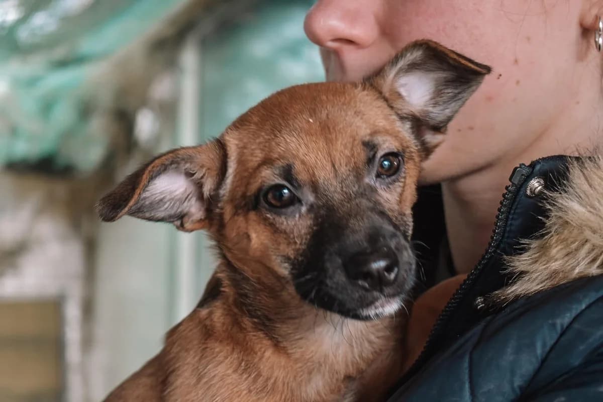 Mel, female puppy Mixed Breed for adoption at Ein Herz für Streuner e.V., München