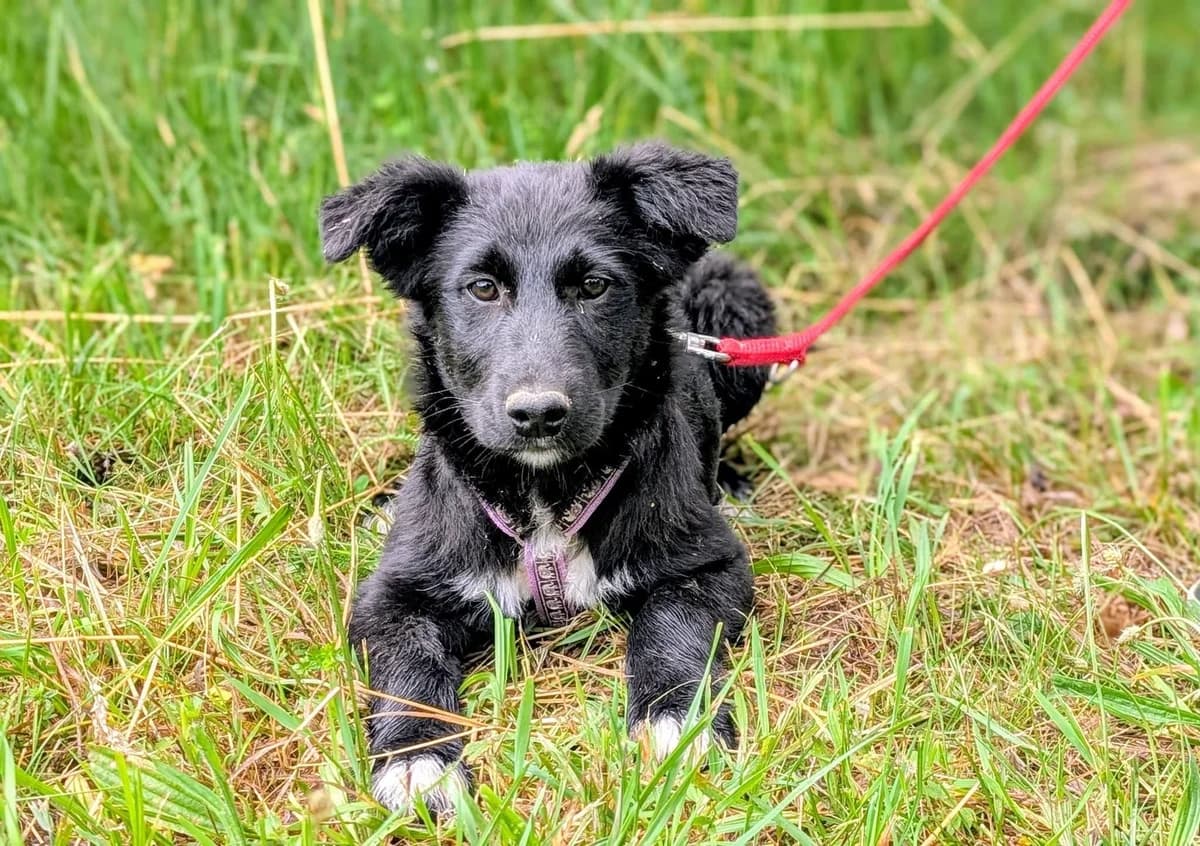 Melania, weiß female puppy Mixed Breed for adoption at Ein Herz für Streuner e.V., München