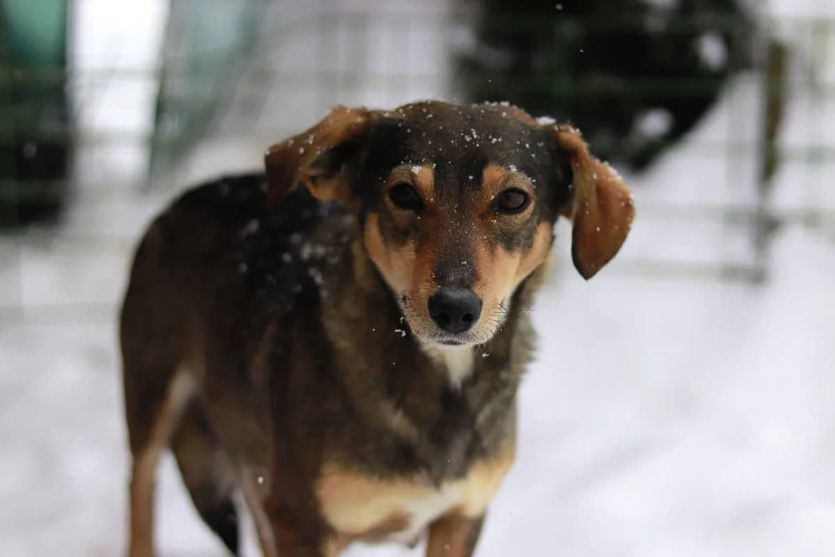 Melanie, female 3yo Mixed Breed for adoption at Ein Herz für Streuner e.V., München