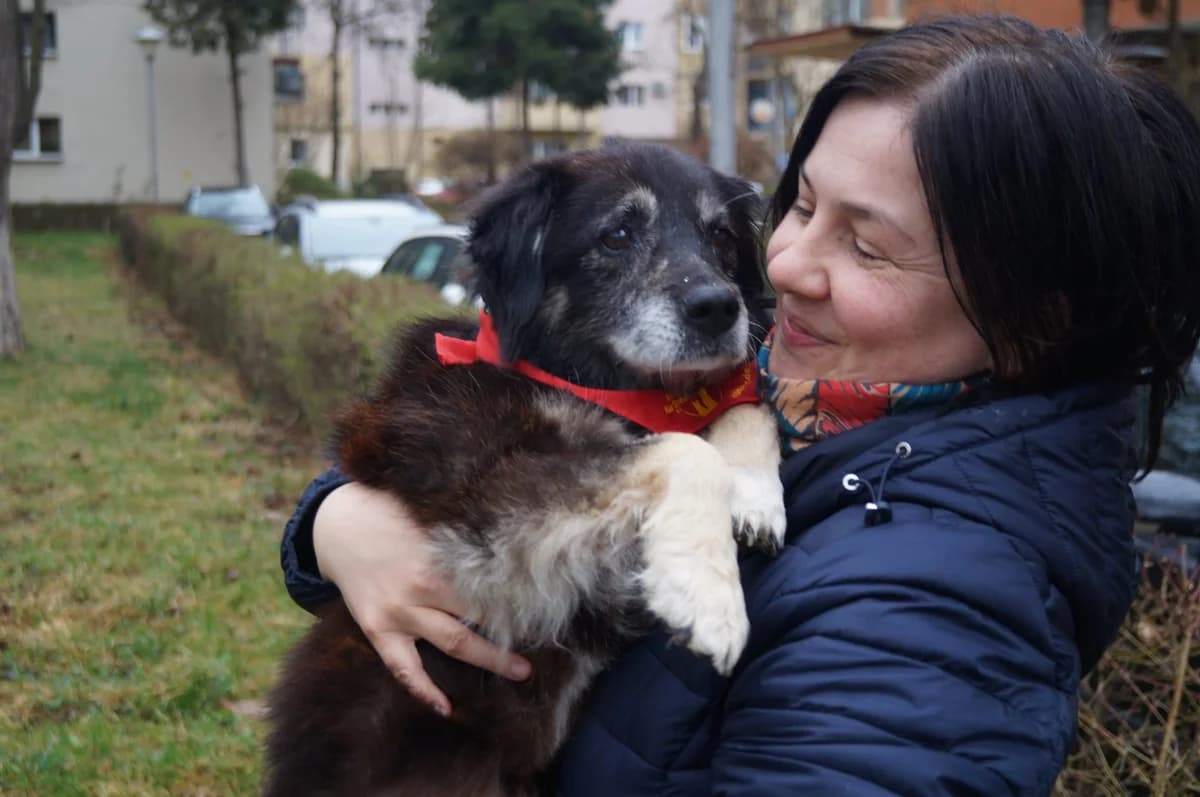 Melia, female senior Mixed Breed for adoption at Ein Herz für Streuner e.V., München
