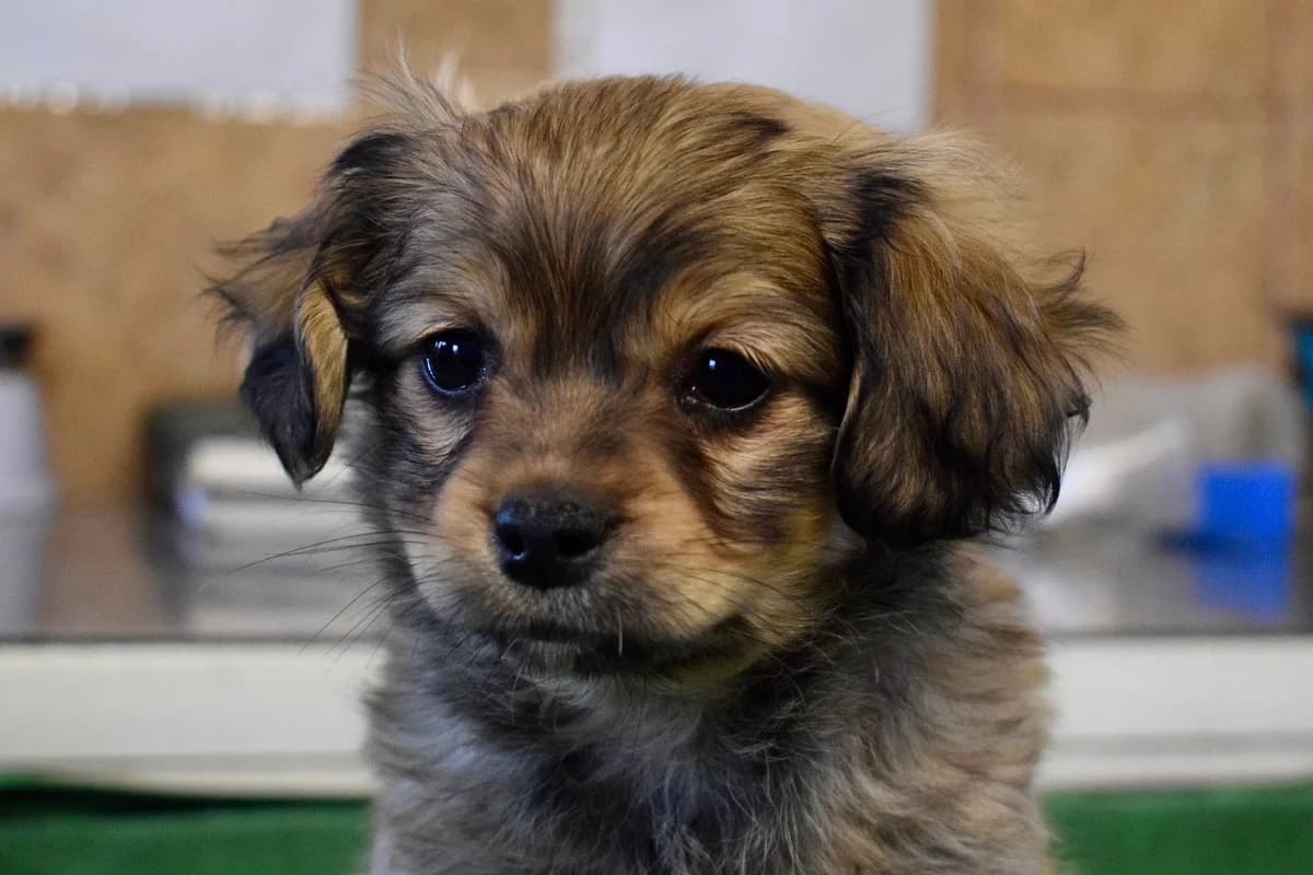 Melia, female puppy Mixed Breed for adoption at Ein Herz für Streuner e.V., München