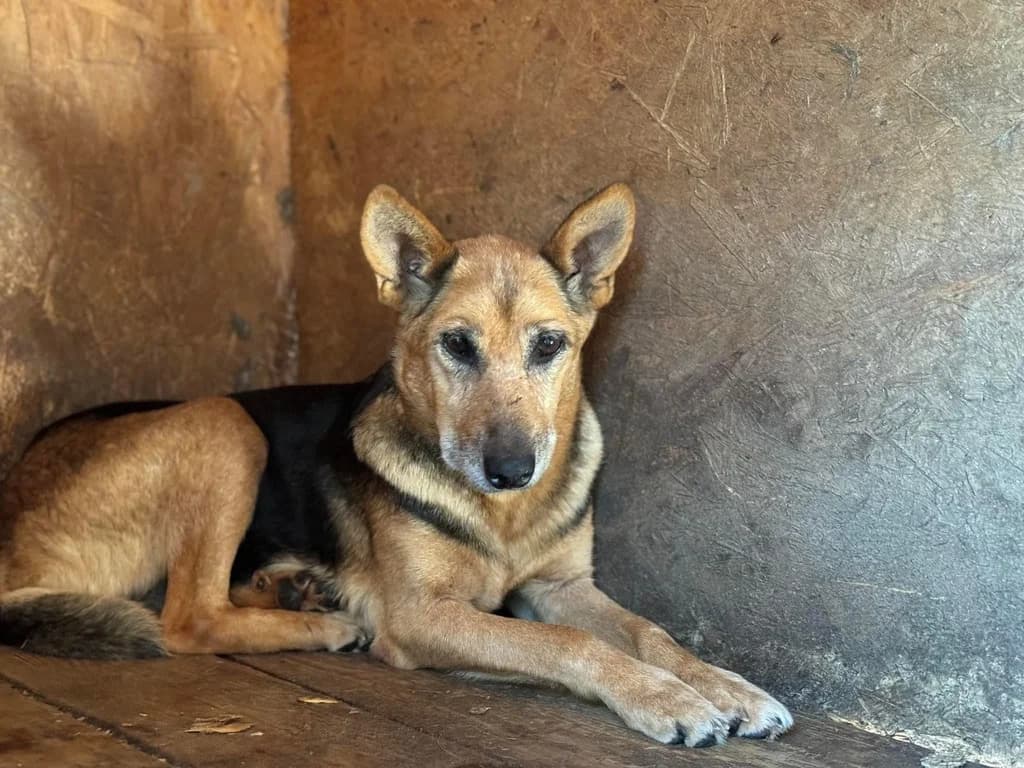 Melinda, female senior Mixed Breed for adoption at Ein Herz für Streuner e.V., München