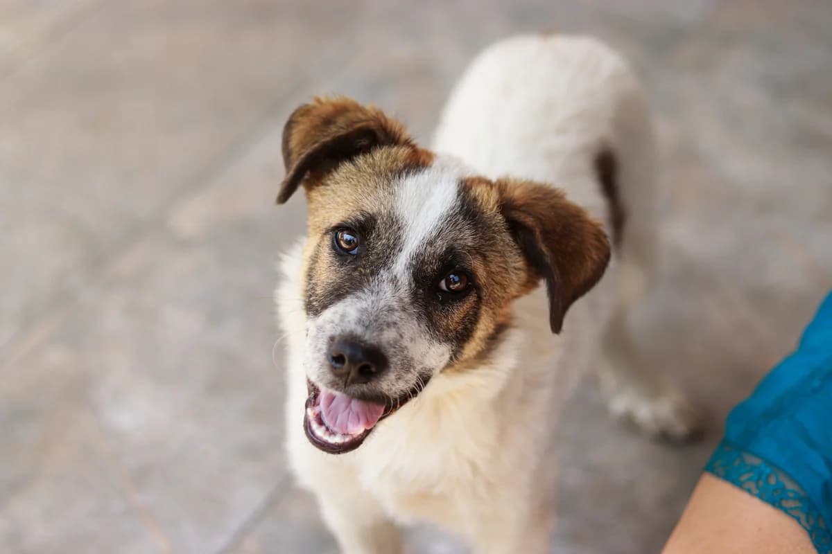 Melissa, weiß female puppy Mixed Breed for adoption at Ein Herz für Streuner e.V., München