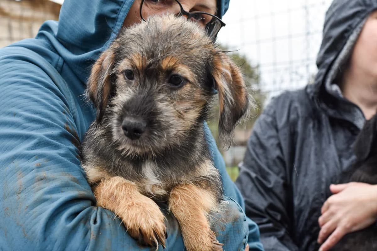 Melle, female puppy Mixed Breed for adoption at Ein Herz für Streuner e.V., München
