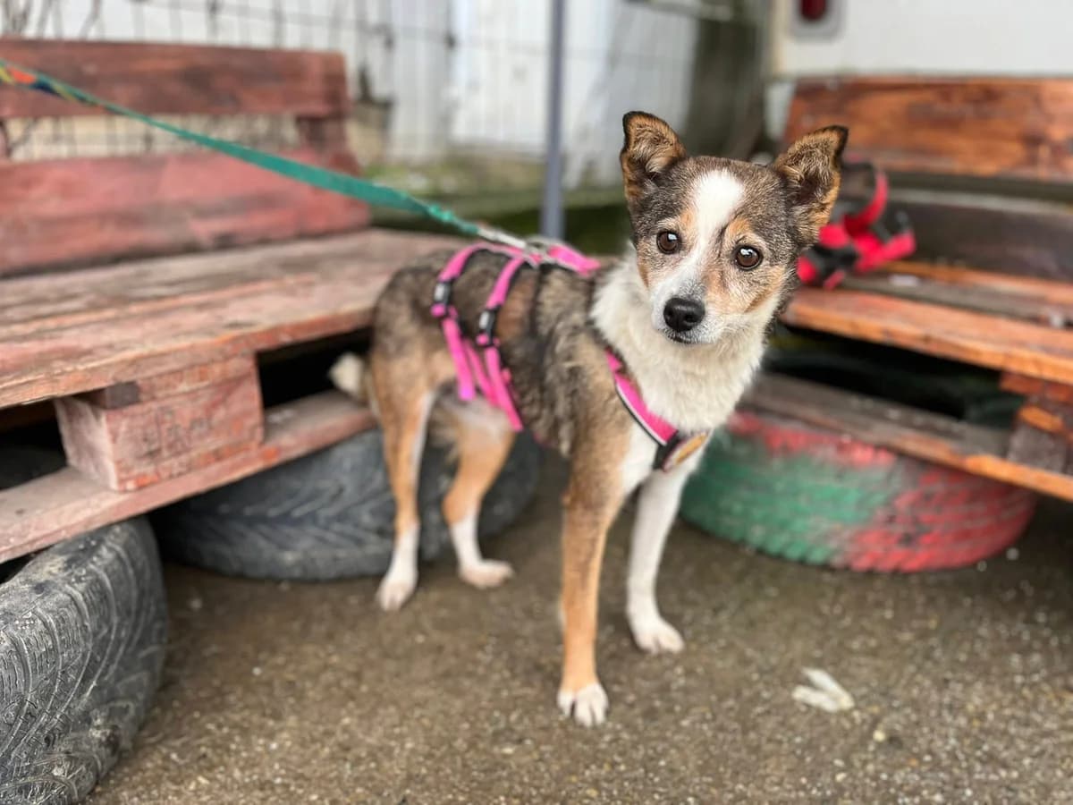 Melli, female 6yo Mixed Breed for adoption at Ein Herz für Streuner e.V., München