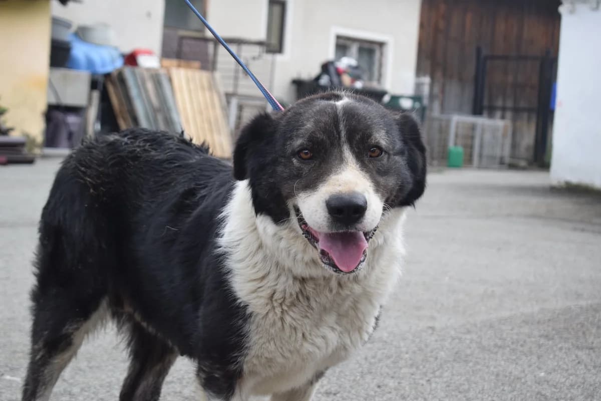 Mellie, schwarz female 6yo Mixed Breed for adoption at Ein Herz für Streuner e.V., München